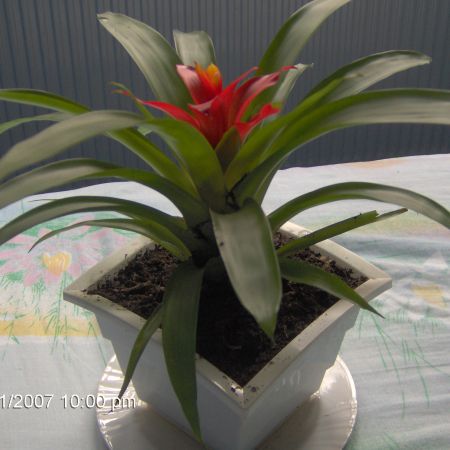 guzmania